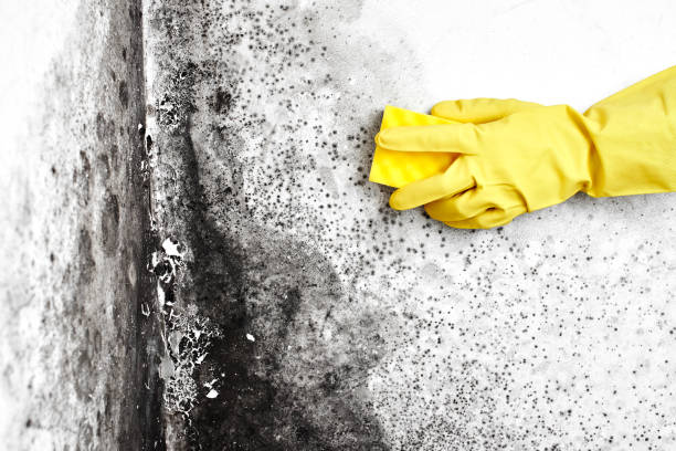 Best Air Quality Testing for Mold Spores  in Sanford, FL